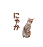 丁寧語も話すアニーちゃん（個別スタンプ：11）