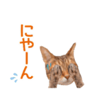 丁寧語も話すアニーちゃん（個別スタンプ：12）