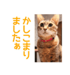 丁寧語も話すアニーちゃん（個別スタンプ：13）