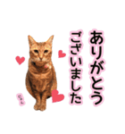 丁寧語も話すアニーちゃん（個別スタンプ：14）