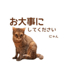 丁寧語も話すアニーちゃん（個別スタンプ：16）