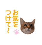 丁寧語も話すアニーちゃん（個別スタンプ：18）