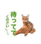 丁寧語も話すアニーちゃん（個別スタンプ：20）
