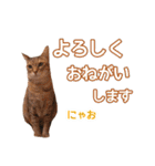 丁寧語も話すアニーちゃん（個別スタンプ：22）