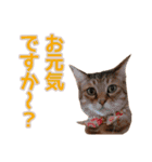 丁寧語も話すアニーちゃん（個別スタンプ：23）