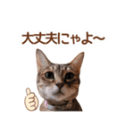 丁寧語も話すアニーちゃん（個別スタンプ：24）