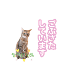 丁寧語も話すアニーちゃん（個別スタンプ：25）
