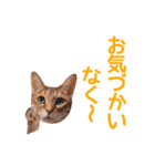 丁寧語も話すアニーちゃん（個別スタンプ：26）
