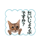 丁寧語も話すアニーちゃん（個別スタンプ：28）