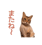 丁寧語も話すアニーちゃん（個別スタンプ：31）