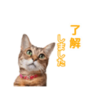 丁寧語も話すアニーちゃん（個別スタンプ：33）