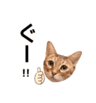 丁寧語も話すアニーちゃん（個別スタンプ：34）
