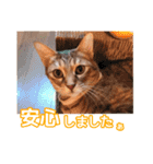 丁寧語も話すアニーちゃん（個別スタンプ：36）