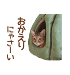 丁寧語も話すアニーちゃん（個別スタンプ：37）