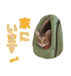 丁寧語も話すアニーちゃん（個別スタンプ：38）