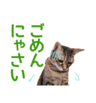 丁寧語も話すアニーちゃん（個別スタンプ：40）