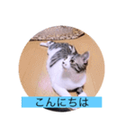 ガッシーねこーず40にゃんシリーズ㉚（個別スタンプ：2）