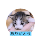 ガッシーねこーず40にゃんシリーズ㉚（個別スタンプ：4）