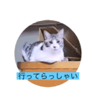 ガッシーねこーず40にゃんシリーズ㉚（個別スタンプ：5）