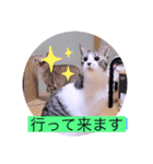 ガッシーねこーず40にゃんシリーズ㉚（個別スタンプ：6）