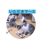 ガッシーねこーず40にゃんシリーズ㉚（個別スタンプ：8）