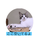 ガッシーねこーず40にゃんシリーズ㉚（個別スタンプ：21）