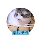 ガッシーねこーず40にゃんシリーズ㉚（個別スタンプ：26）