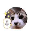 ガッシーねこーず40にゃんシリーズ㉚（個別スタンプ：27）