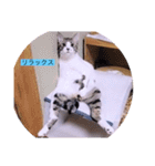 ガッシーねこーず40にゃんシリーズ㉚（個別スタンプ：29）