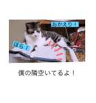 ガッシーねこーず40にゃんシリーズ㉚（個別スタンプ：31）