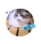 ガッシーねこーず40にゃんシリーズ㉚（個別スタンプ：32）