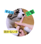 ガッシーねこーず40にゃんシリーズ㉚（個別スタンプ：36）