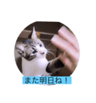 ガッシーねこーず40にゃんシリーズ㉚（個別スタンプ：40）