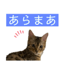 ベンガル猫のミミちゃん（個別スタンプ：5）