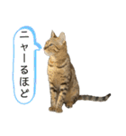 ベンガル猫のミミちゃん（個別スタンプ：6）