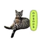 ベンガル猫のミミちゃん（個別スタンプ：7）