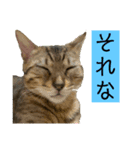 ベンガル猫のミミちゃん（個別スタンプ：8）
