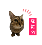ベンガル猫のミミちゃん（個別スタンプ：9）