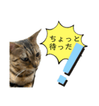 ベンガル猫のミミちゃん（個別スタンプ：10）