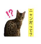 ベンガル猫のミミちゃん（個別スタンプ：11）