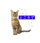 ベンガル猫のミミちゃん（個別スタンプ：13）