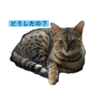 ベンガル猫のミミちゃん（個別スタンプ：14）