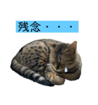 ベンガル猫のミミちゃん（個別スタンプ：16）