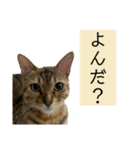 ベンガル猫のミミちゃん（個別スタンプ：17）