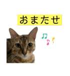 ベンガル猫のミミちゃん（個別スタンプ：19）