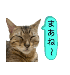 ベンガル猫のミミちゃん（個別スタンプ：20）