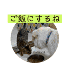 ベンガル猫のミミちゃん（個別スタンプ：23）