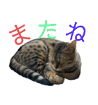 ベンガル猫のミミちゃん（個別スタンプ：24）