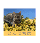 ベンガル猫のミミちゃん（個別スタンプ：26）