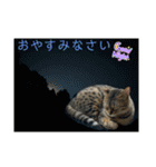 ベンガル猫のミミちゃん（個別スタンプ：27）